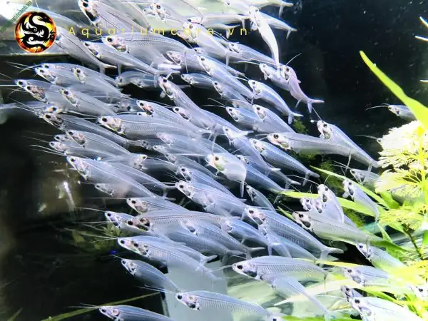 Môi trường sống của cá Thủy Tinh