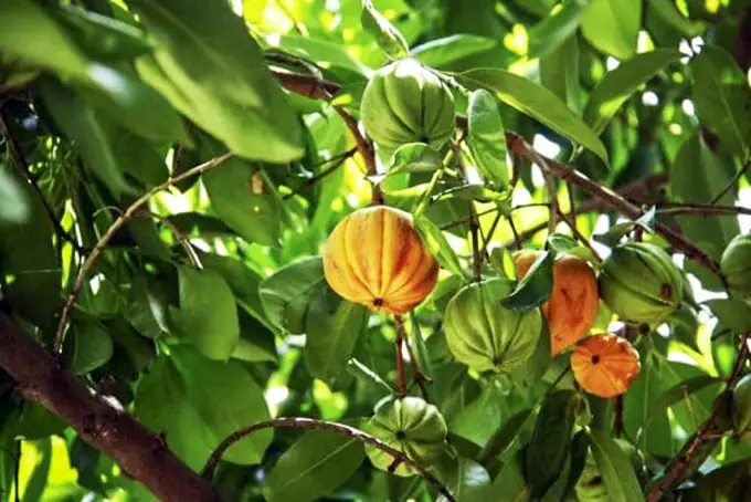 Hương Vị Quê Nhà: Quả Tai Chua