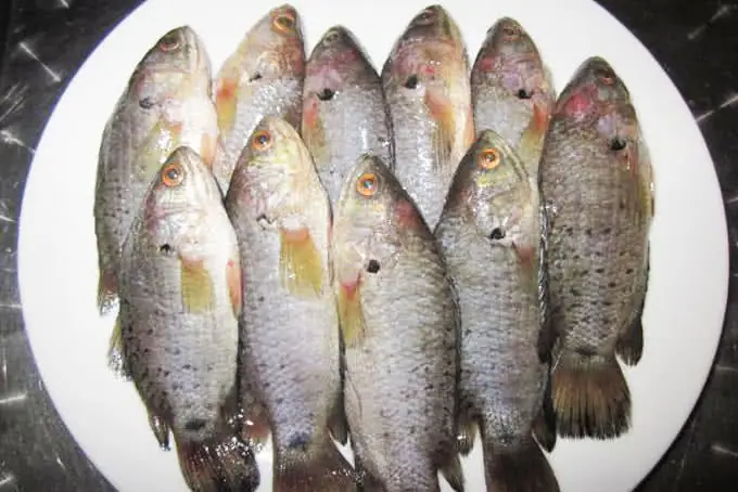 Đăng ký Mở nhà hàng online + Đăng bài trên PasGo