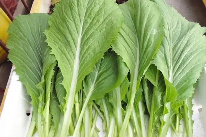 Đăng ký Mở nhà hàng online + Đăng bài trên PasGo Đăng ký Mở nhà hàng online + Đăng bài trên PasGo