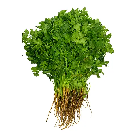 Ngò Rí (mùi Ta) Loại Thường