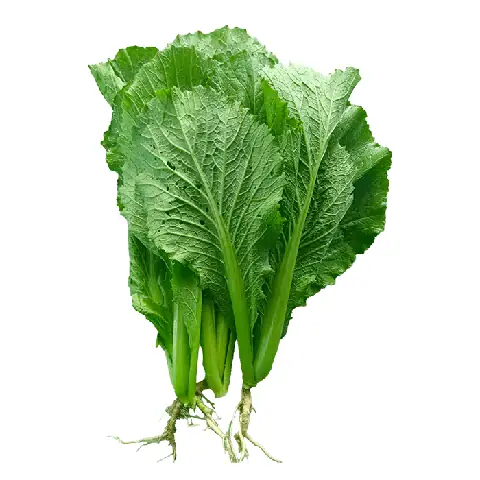 Cải Xanh Miền Tây Loại Thường