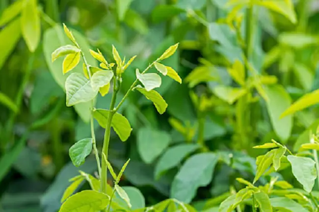 5.2. Canh rau ngót thịt băm