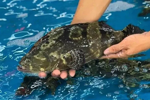 Cách Chọn Đầu Cá Mú Tươi Ngon