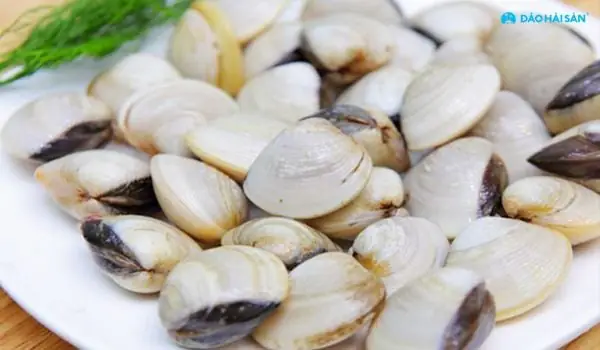 Mua Ngao Giao Nhanh 2h Tại Hcm Mua Ngao Giao Nhanh 2h Tại Hcm