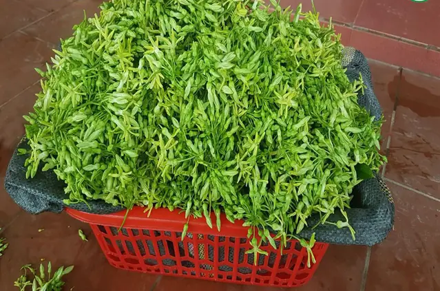 Mua Hoa Về Nấu Canh: Món Ngon Theo Mùa Của Các Bà Nội Trợ - Ảnh 3. Mua Hoa Về Nấu Canh: Món Ngon Theo Mùa Của Các Bà Nội Trợ - Ảnh 3.