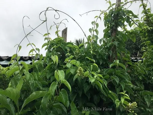 Đặc điểm về cây lá giang