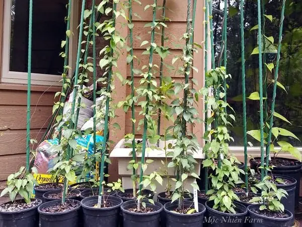 Đặc điểm về cây lá giang