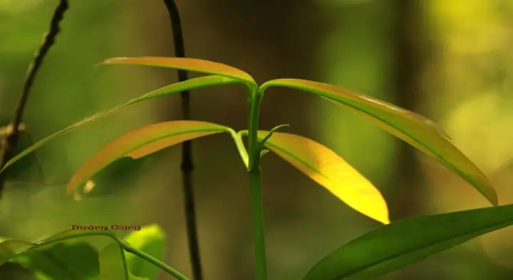(NLĐO)- Thật tuyệt vời trong những ngày nắng nóng, ta được thưởng thức món canh chua lá bứa nấu với cá suối thơm ngon đậm đà mà lại thanh mát thì không còn gì thú vị bằng.