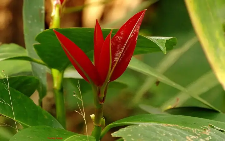(NLĐO)- Thật tuyệt vời trong những ngày nắng nóng, ta được thưởng thức món canh chua lá bứa nấu với cá suối thơm ngon đậm đà mà lại thanh mát thì không còn gì thú vị bằng. (NLĐO)- Thật tuyệt vời trong những ngày nắng nóng, ta được thưởng thức món canh chua lá bứa nấu với cá suối thơm ngon đậm đà mà lại thanh mát thì không còn gì thú vị bằng.