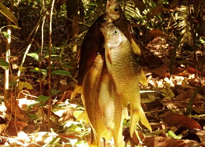 (NLĐO)- Thật tuyệt vời trong những ngày nắng nóng, ta được thưởng thức món canh chua lá bứa nấu với cá suối thơm ngon đậm đà mà lại thanh mát thì không còn gì thú vị bằng. (NLĐO)- Thật tuyệt vời trong những ngày nắng nóng, ta được thưởng thức món canh chua lá bứa nấu với cá suối thơm ngon đậm đà mà lại thanh mát thì không còn gì thú vị bằng.