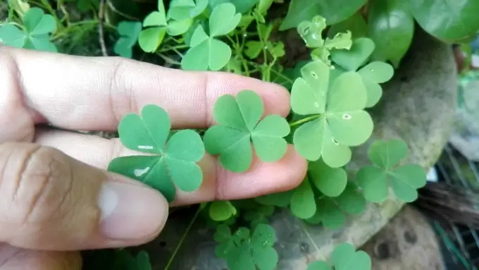 Công Dụng Của Lá Me Đất