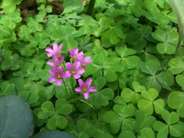 Cách Nấu Canh Chua Lá Me Đất Đậm Chất Quê