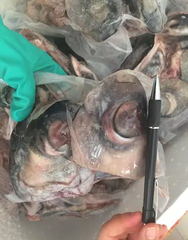 Nguyên liệu nấu canh chua mắt cá ngừ đại dương