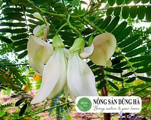 Bông so đũa là gì? Bông so đũa là gì?