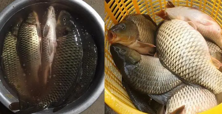 10 cách nấu canh chua cá với dứa dọc mùng, giá đỗ thơm ngon, không tanh - 1