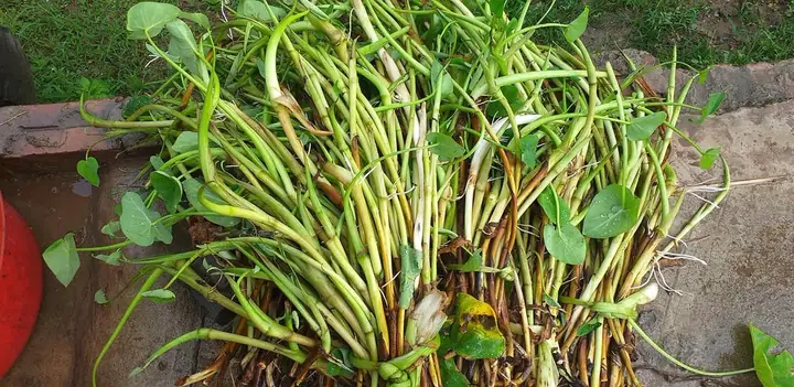 Cách Nấu Canh Củ Khoai Ngứa Cách Nấu Canh Củ Khoai Ngứa