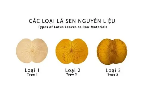 "lá Sen Nguyên Liệu"