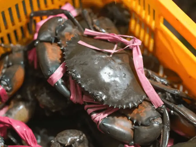 Ở đâu bán cua cà mau ngon chất lượng? Ở đâu bán cua cà mau ngon chất lượng?