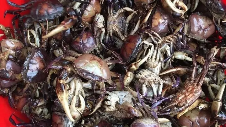 1Mẹo chọn lựa cua ngon 1Mẹo chọn lựa cua ngon