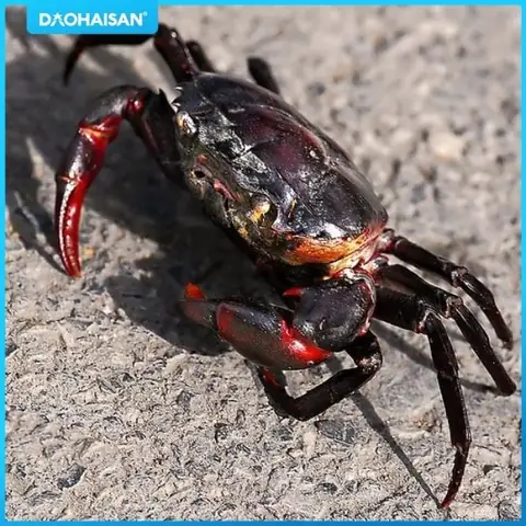 Cách Nấu Canh Cua Đồng Rau Mồng Tơi Thơm Ngon Nức Mũi Cách Nấu Canh Cua Đồng Rau Mồng Tơi Thơm Ngon Nức Mũi