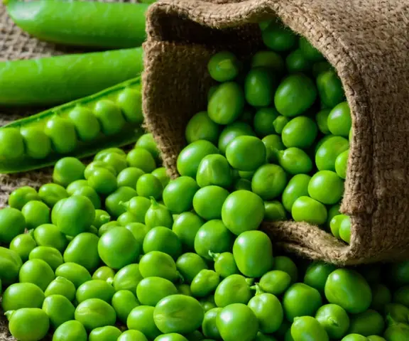 TÁC DỤNG CỦA ĐẬU HÀ LAN