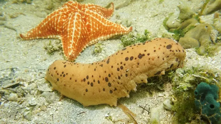 Hướng Dẫn 3 Cách Nấu Canh Hải Sâm Bổ Dưỡng Hấp Dẫn Cho Bữa Ăn Gia Đình