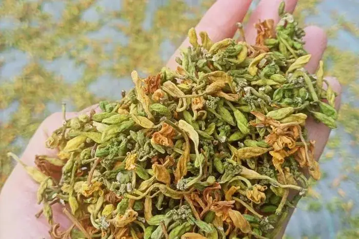 Hoa đu đủ khô ngâm mật ong, dùng hằng ngày. Ảnh: My Nguyễn.