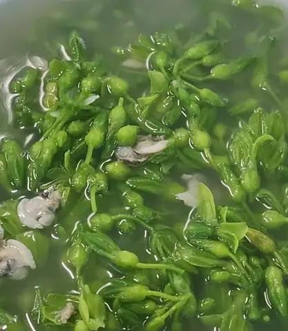 Cách Nấu Canh Hoa Thiên Lý Với Thịt Lợn Ngon Chuẩn Vị