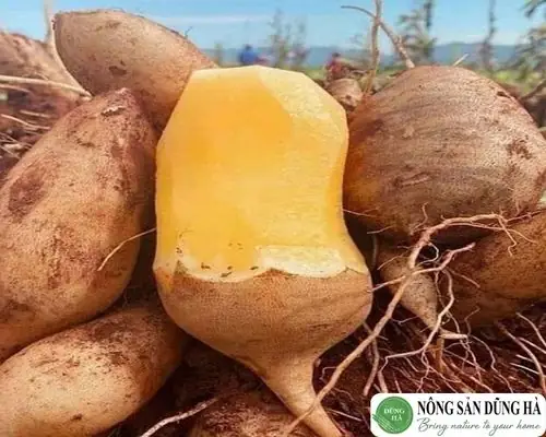 Khoai Sâm Đất Là Gì?