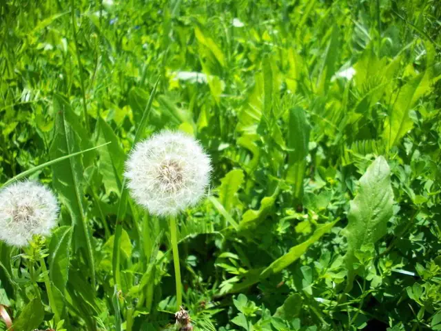 Sơ lược về các loại bồ công anh