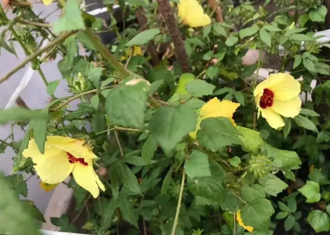 Lá rau chua nấu canh thanh mát ngày hè