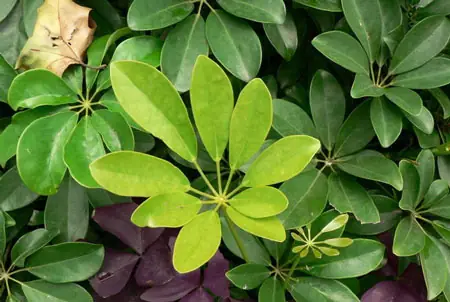 (CPN) - Giữa cái nóng oi bức ngột ngạt của mùa hè trong lòng thành phố, mỗi bữa cơm tôi chỉ ao ước được ăn món canh lá lằng  nấu với tép khô ăn kèm với cà muối mà ở quê cứ mỗi trưa hè mẹ thường hay nấu cho cả nhà ăn.