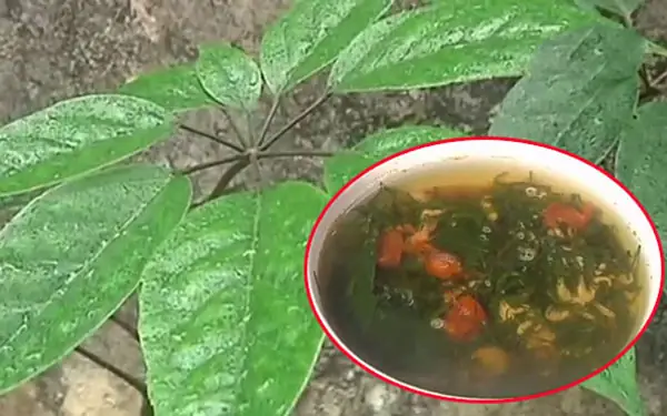 Canh lá lằng, món ăn dân dã của vùng đất Thanh Hóa