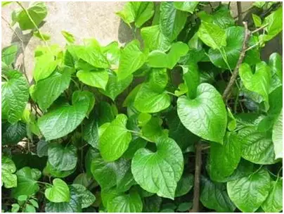 cách nấu canh lá lốt thịt nạc