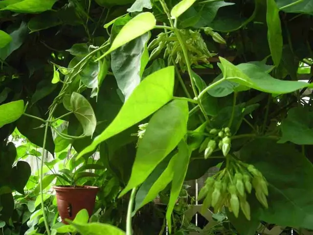 Điều Trị Bệnh Trĩ Bằng Lá Thiên Lý Với Bài Thuốc Xông Hơi