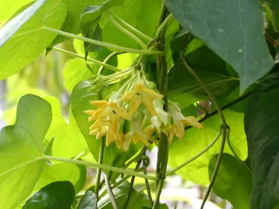 Canh Hoa Thiên Lý Nấu Với Thịt Băm