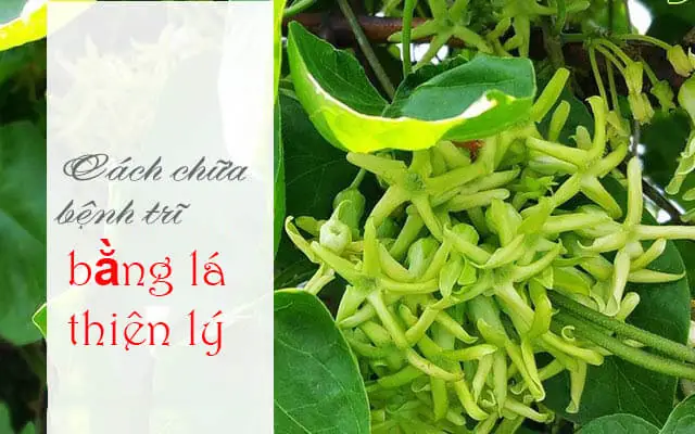 Mẹo Chữa Bệnh Trĩ Bằng Lá Thiên Lý Hiệu Quả Bất Ngờ