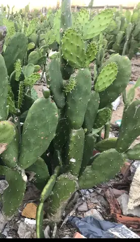 Canh lưỡi rồng - Món ngon vùng cát Phú Yên