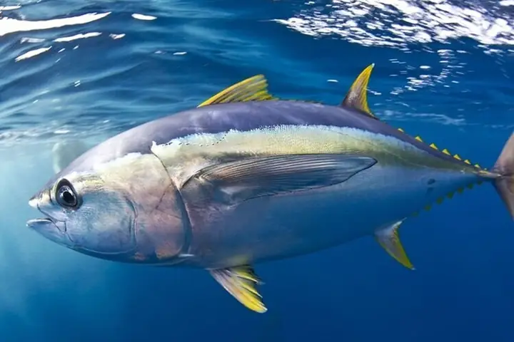 Nguyên Liệu Làm Món Canh Cá Ngừ Nấu Măng Chua