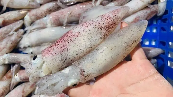 Mẹo chọn mực tươi ngon để nấu canh chua