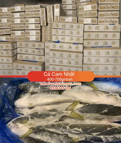 CHUYÊN CUNG CẤP SỈ & LẺ CÁ CAM GIÁ TỐT , GIAO HÀNG TẬN NƠI TPHCM