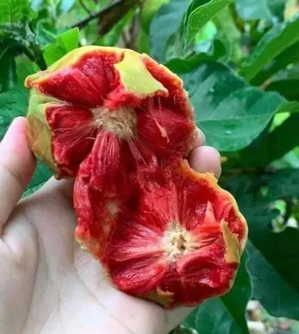 Tuy có vị chua nhưng quả này nấu món gì cũng ngon hết ý, tiếc là giờ không có nhiều.