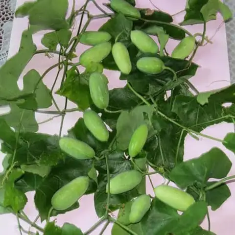 Ở quê tôi bình bát là một loại dây leo thường mọc hoang um tùm quanh bờ rào, lối đi, vách tường, ụ đất hay “gởi thân” trên những cây ăn quả khô tươi trong vườn nhà, mặt lá trơn mướt màu xanh đậm, thuộc họ bầu bí.