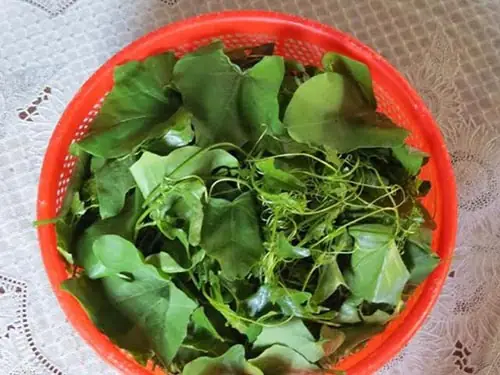 Ở quê tôi bình bát là một loại dây leo thường mọc hoang um tùm quanh bờ rào, lối đi, vách tường, ụ đất hay “gởi thân” trên những cây ăn quả khô tươi trong vườn nhà, mặt lá trơn mướt màu xanh đậm, thuộc họ bầu bí.