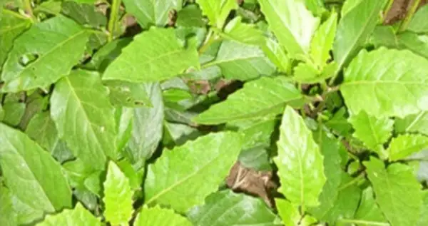 Chị Chu Dung (31 Tuổi, Hà Nam) Cho Biết: “xưa Quê Mình Có Nhiều Rau Bớp Dại Lắm Song Ít Người Biết Chúng Có Thể Ăn Được Lắm. Mãi Sau Này Người Ta Mới Biết Chúng Có Thể Sử Dụng Tất Cả Các Bộ Phận Bao Gồm Rễ, Thân, Lá, Quả".