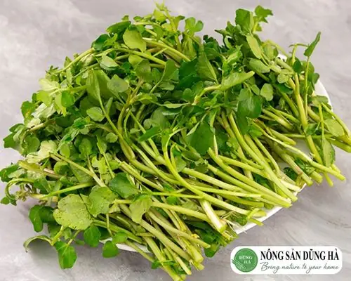 Nguồn Gốc Rau Cải Xoong