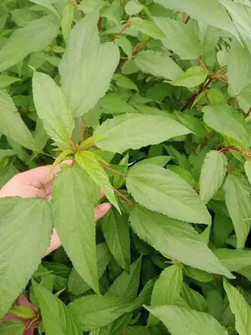 Ăn Rau Đay Giảm Cholesterol Xấu Và Nhiều Lợi Ích Sức Khỏe Khác- Ảnh 1.