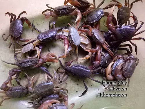 Mùa Hè Mà Trong Bữa Cơm Có Món Canh Cua Rau Dền Với Bát Cà Muối Chua Giòn Tan Thì Còn Gì Bằng. Mùa Hè Mà Trong Bữa Cơm Có Món Canh Cua Rau Dền Với Bát Cà Muối Chua Giòn Tan Thì Còn Gì Bằng.