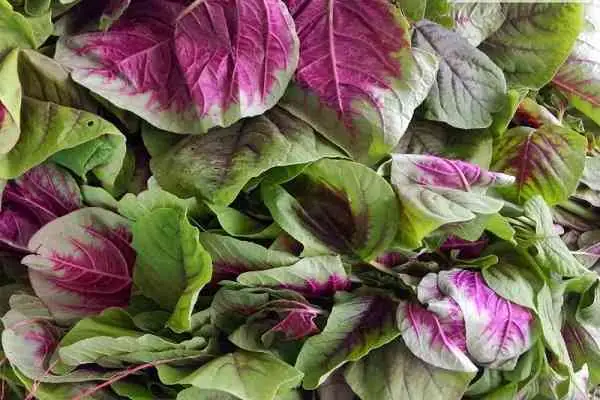 Rau Dền Là Gì? Các Loại Rau Dền Phổ Biến